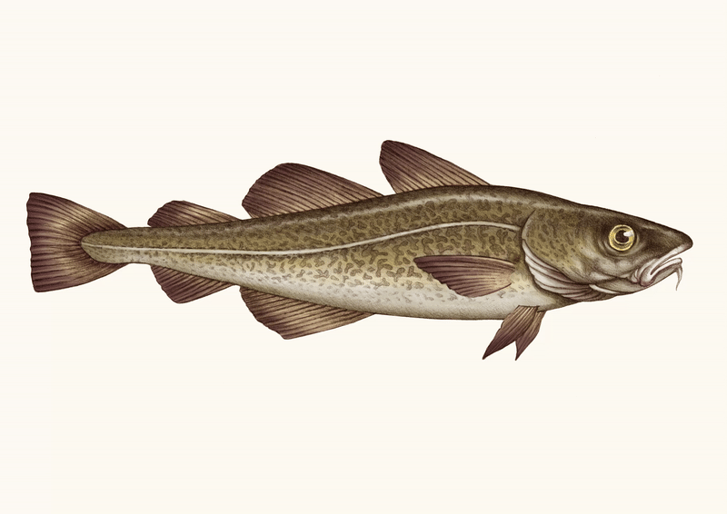 Atlantic Cod beige