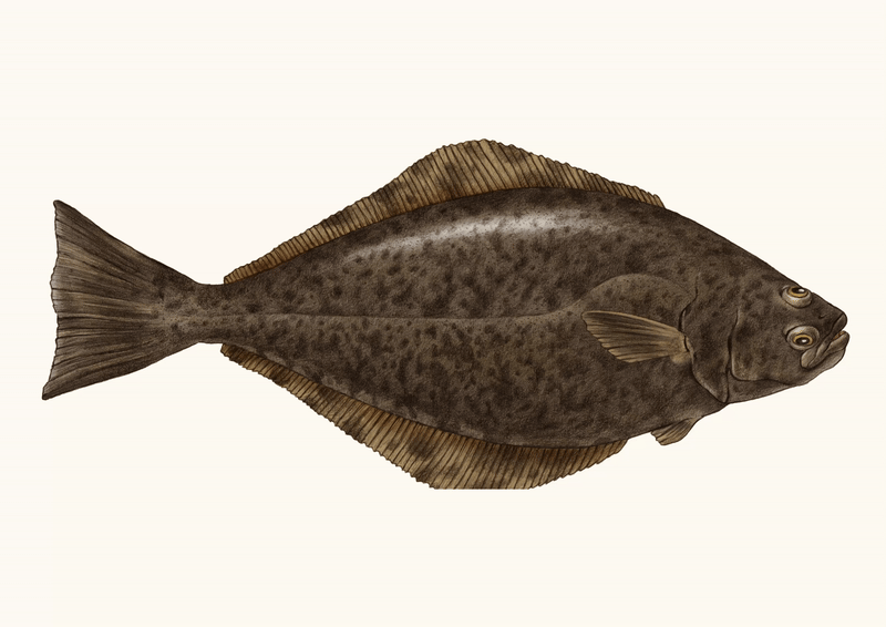 Atlantic Halibut beige