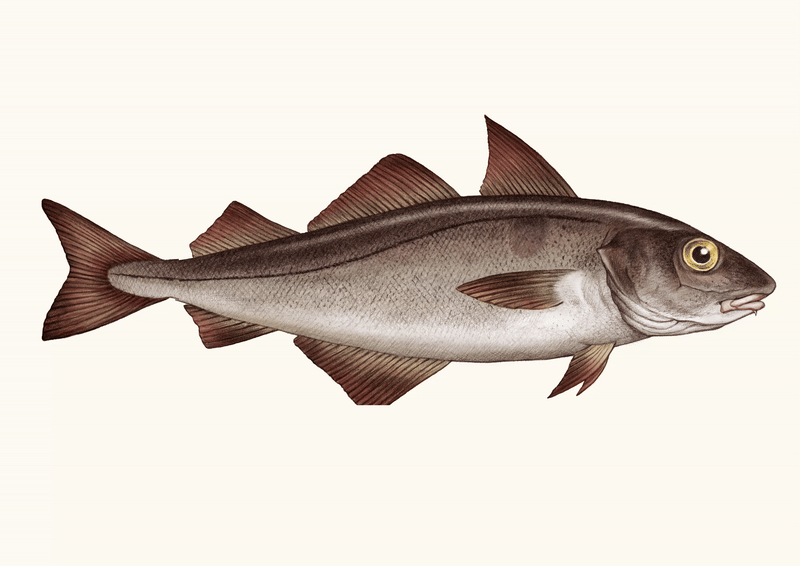 Haddock beige