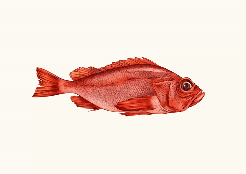 Kish Redfish beige
