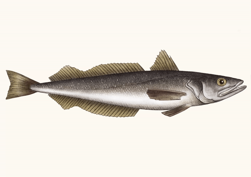 Silver Hake beige