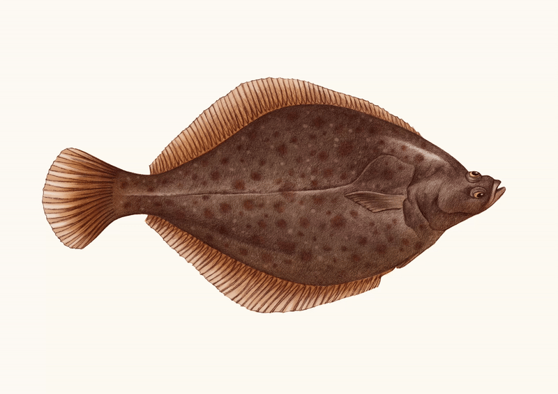 Yellowtail Flounder beige